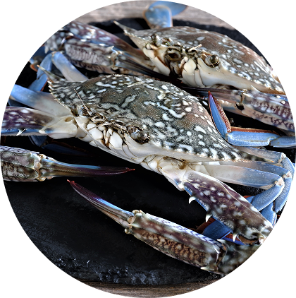 Nhập khẩu đa dạng