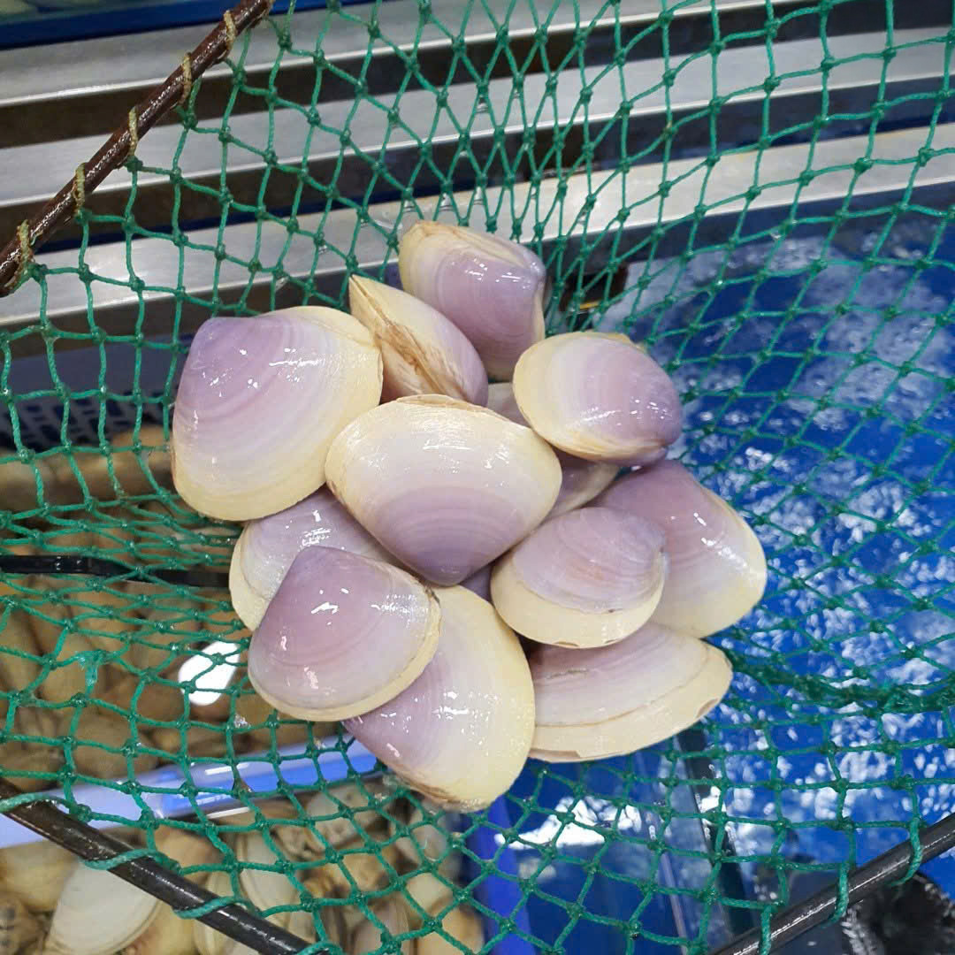 Nghêu ngọc sống tại RYL FOOD