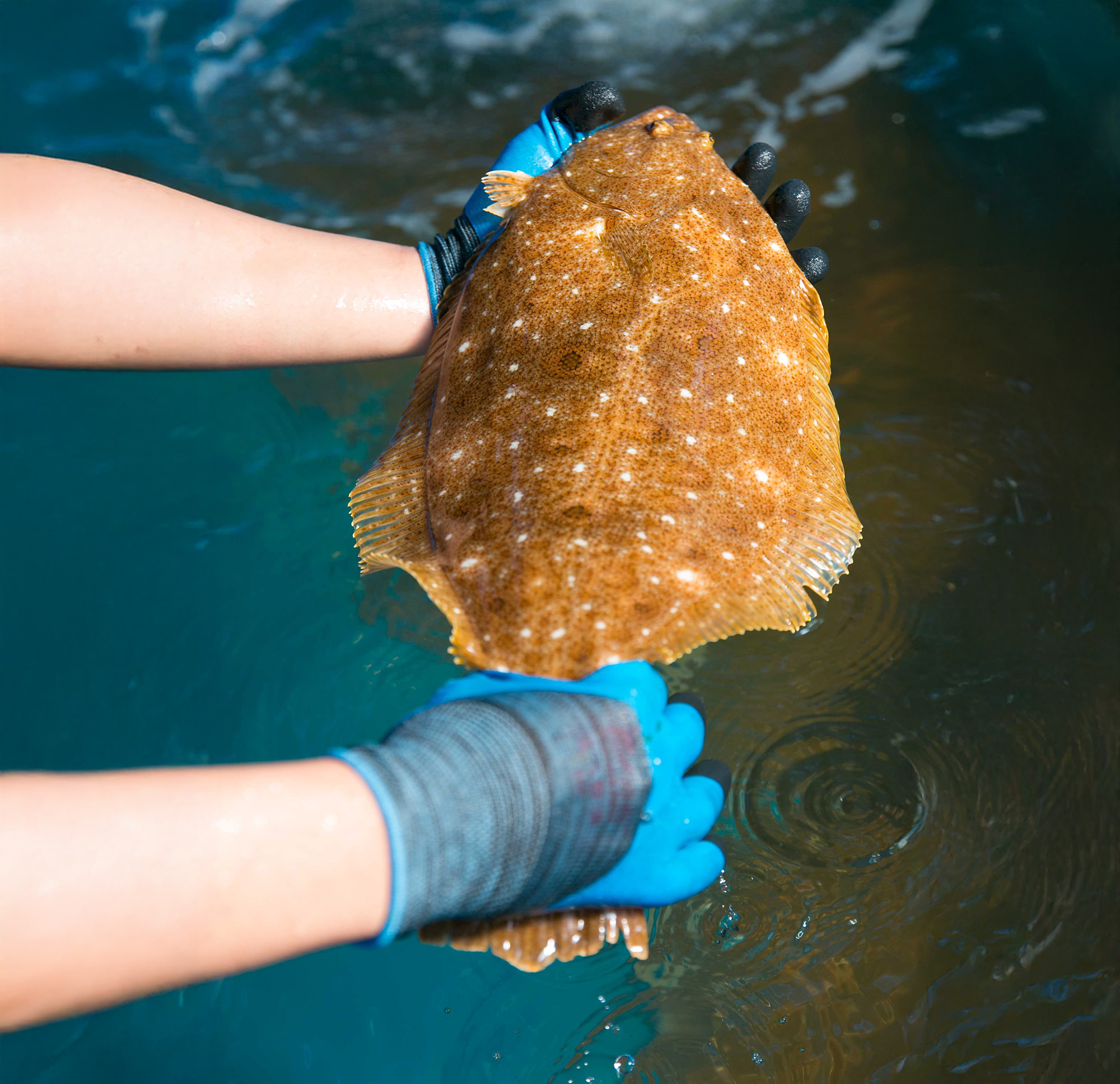 cá bơn nâu sống 