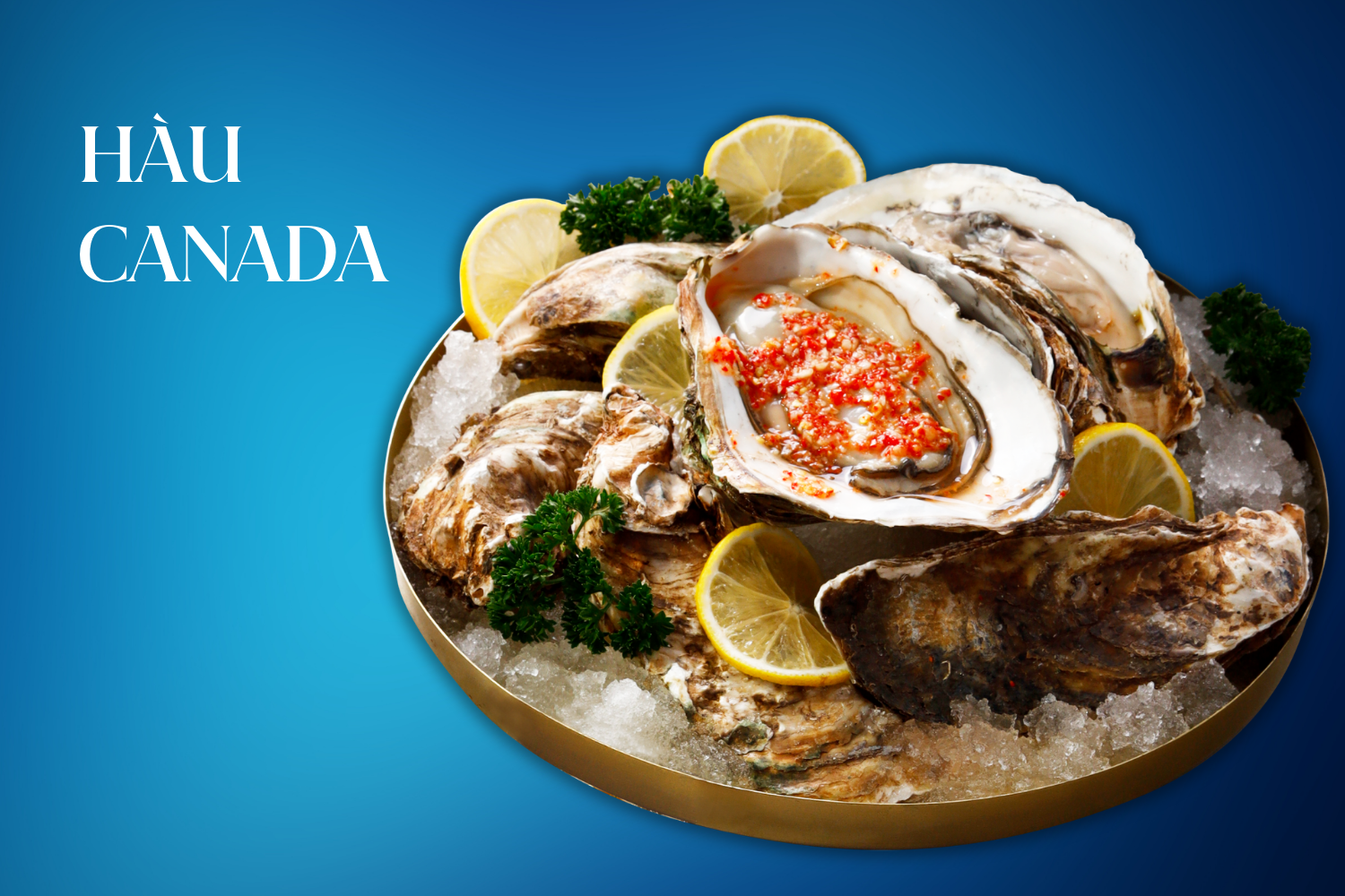 hàu canada sashimi