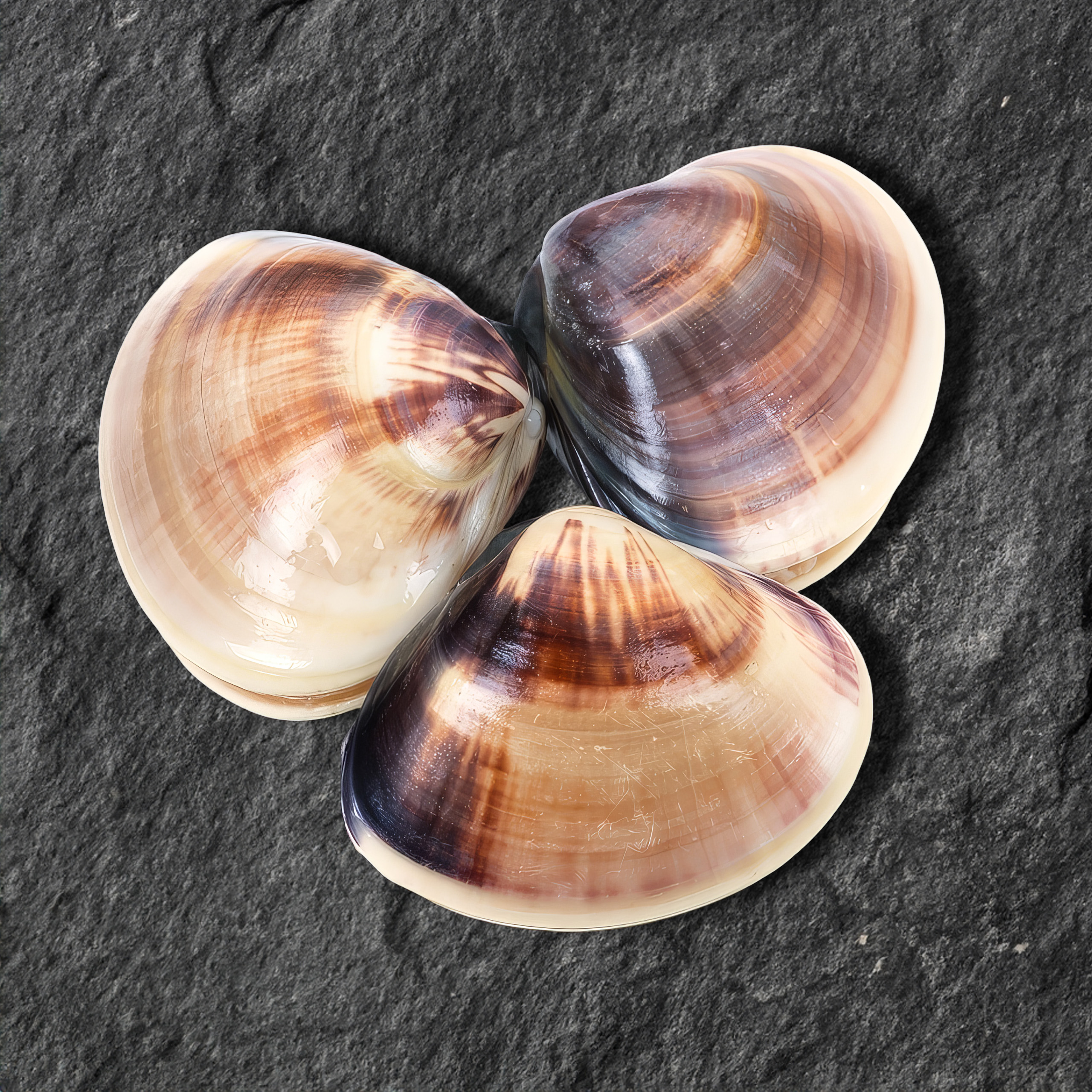 Nghêu biển sống tại RYL FOOD