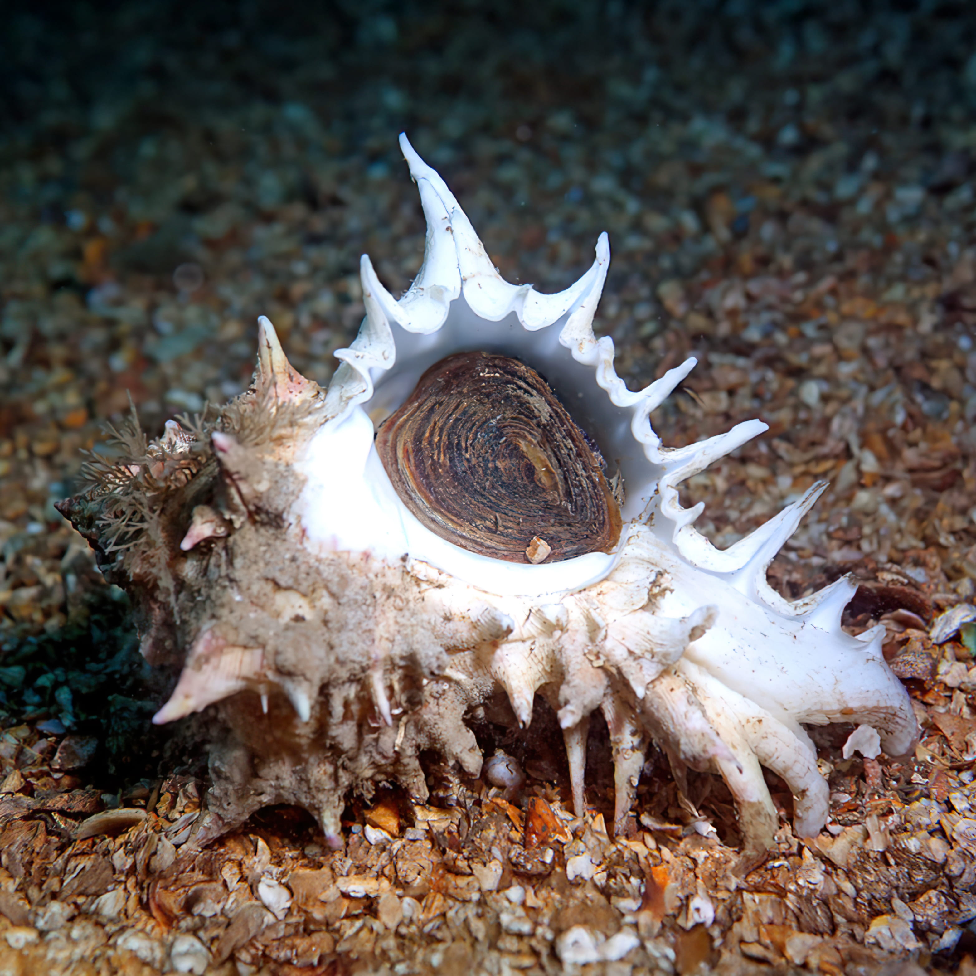 Ốc gai sống tại RYL FOOD