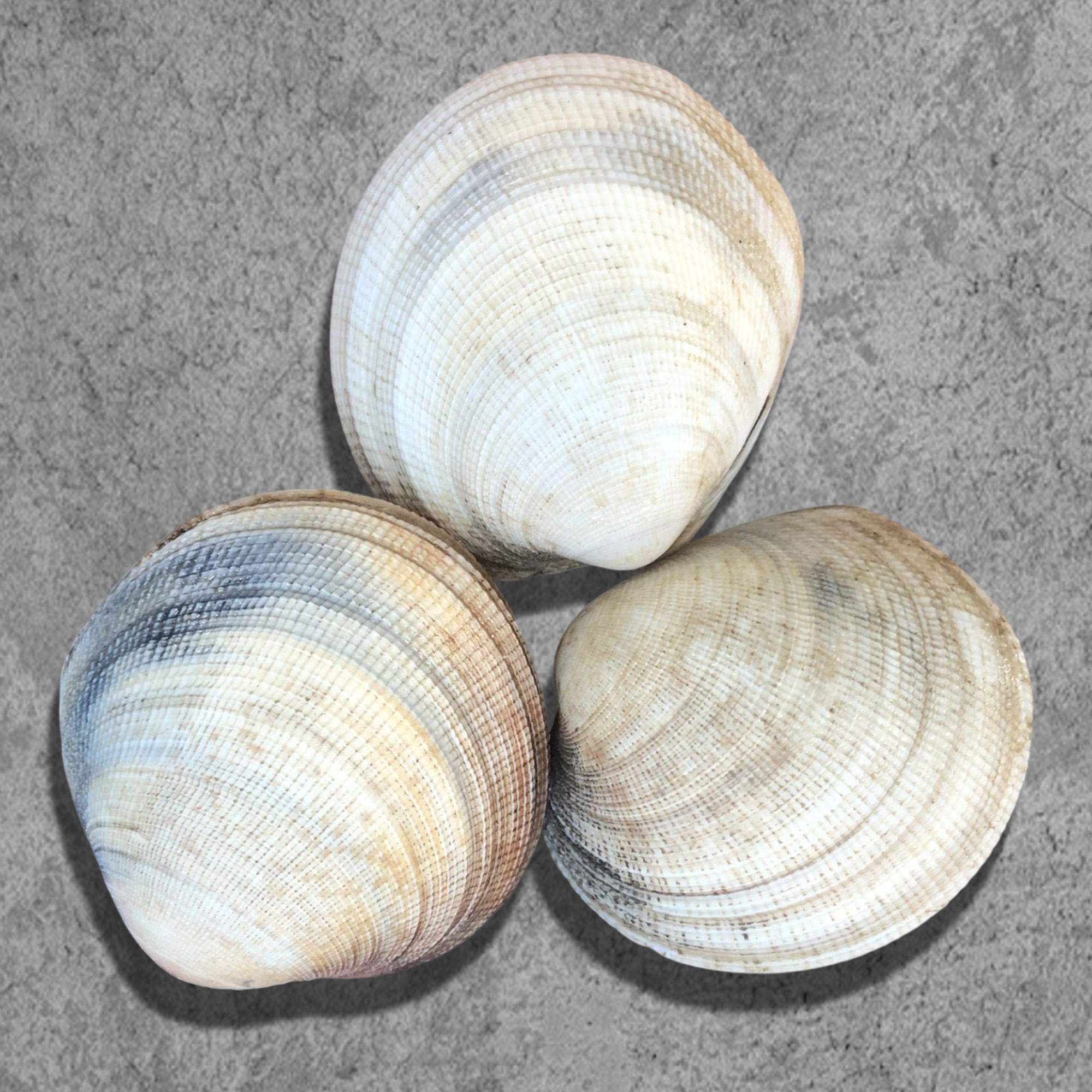 Sò tộ sống tại RYL FOOD