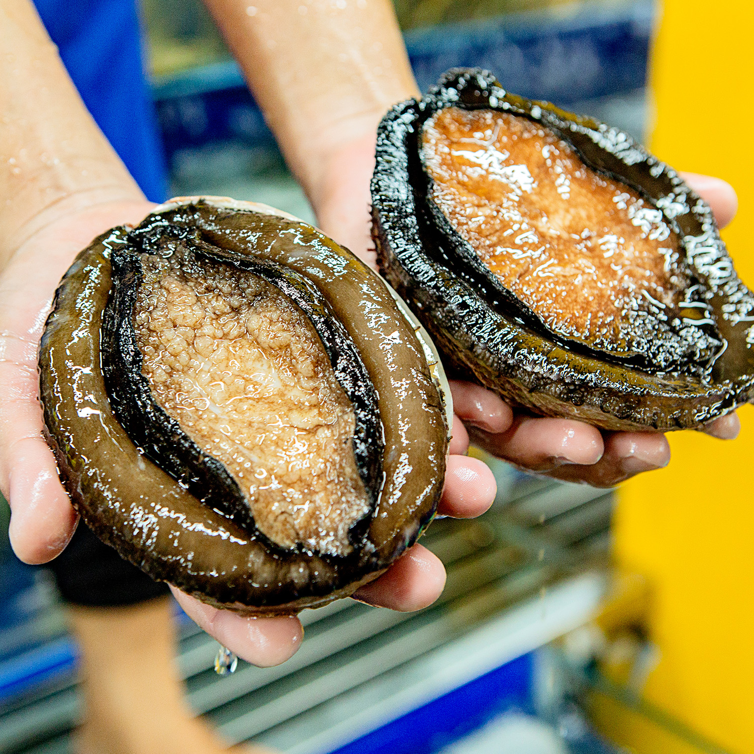 bào ngư úc viền đen sống