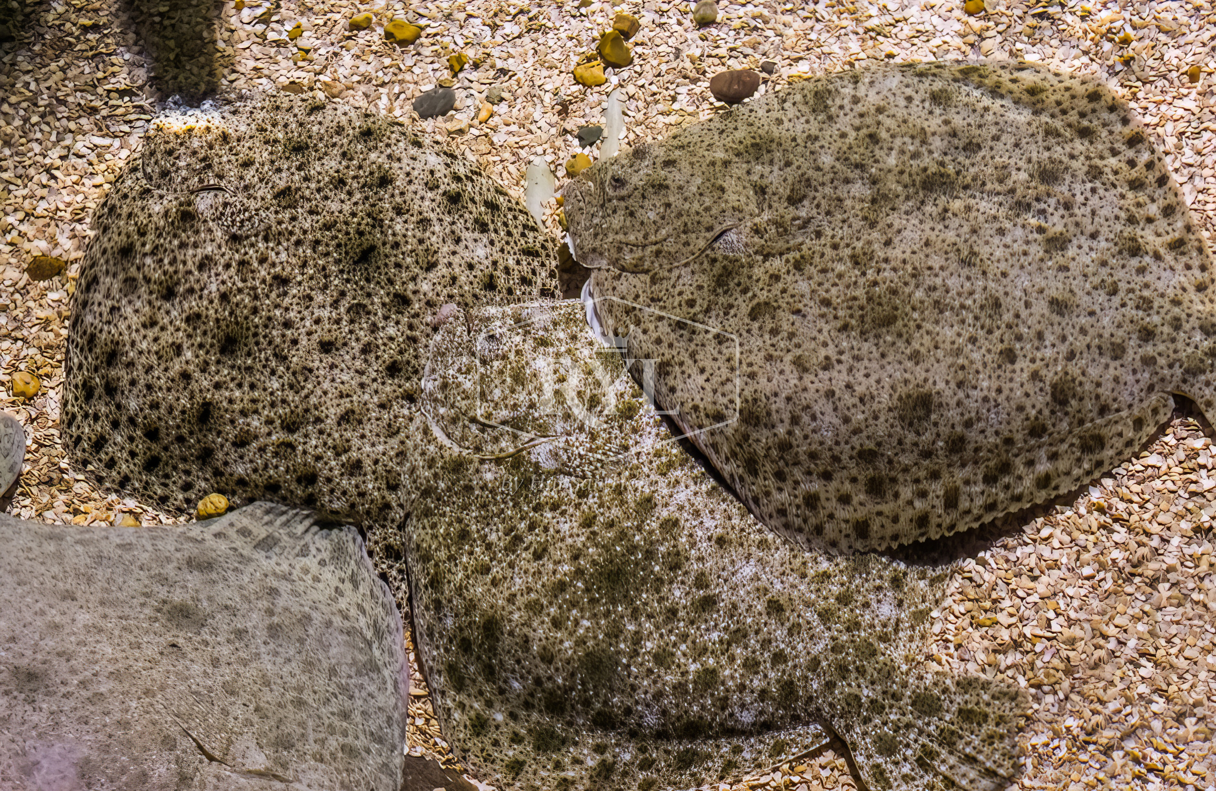 RYL FOOD nhập khẩu cá bơn sao hàn quốc\