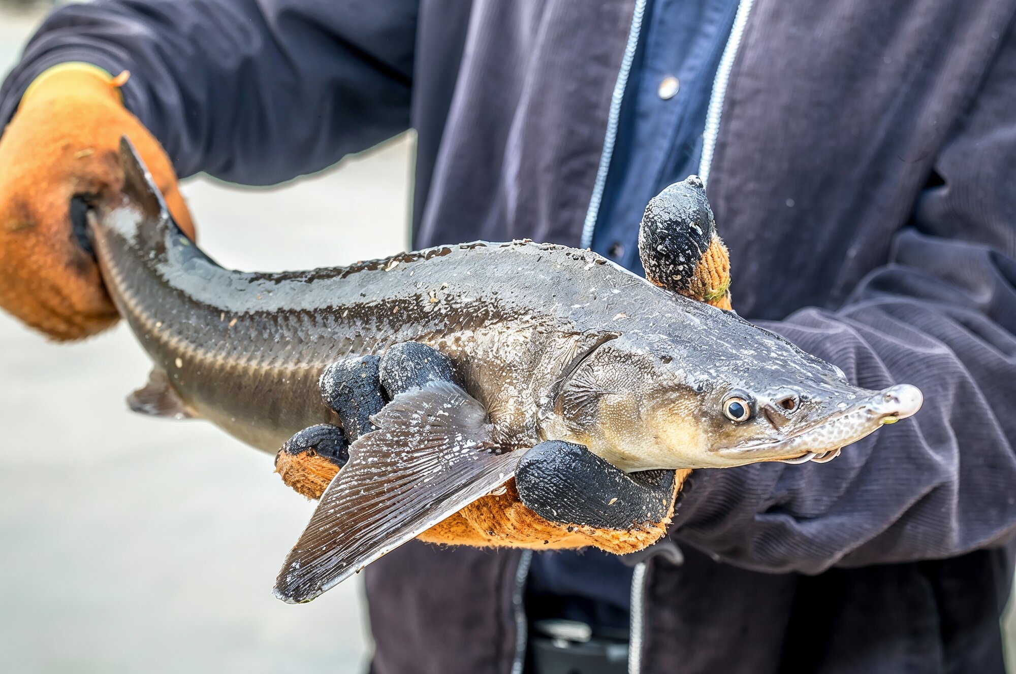 Cá tầm sống tại RYL FOOD