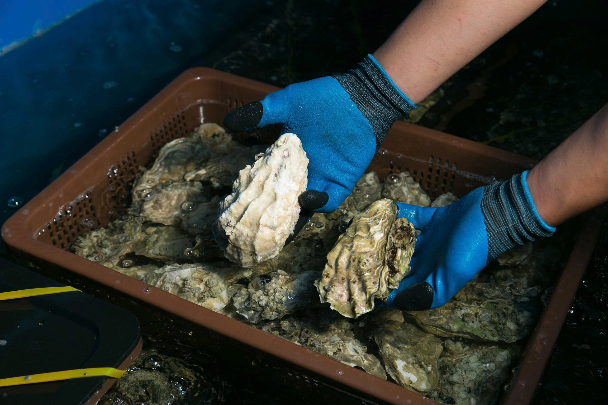 Hàu Canada - sống