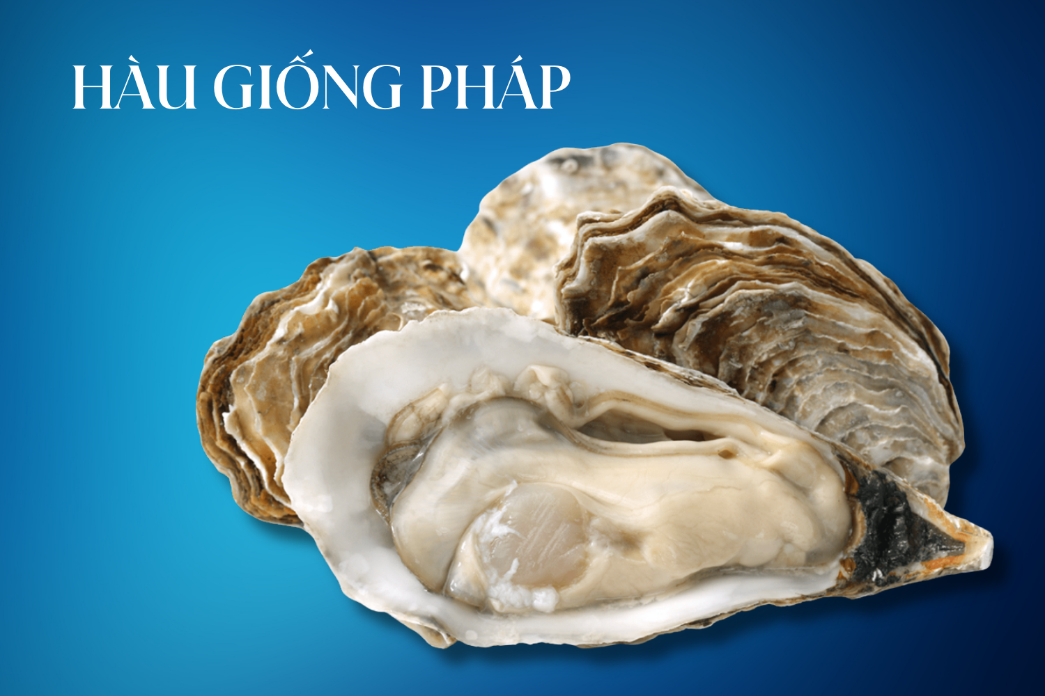 Hàu giống Pháp sống tại RYL FOOD