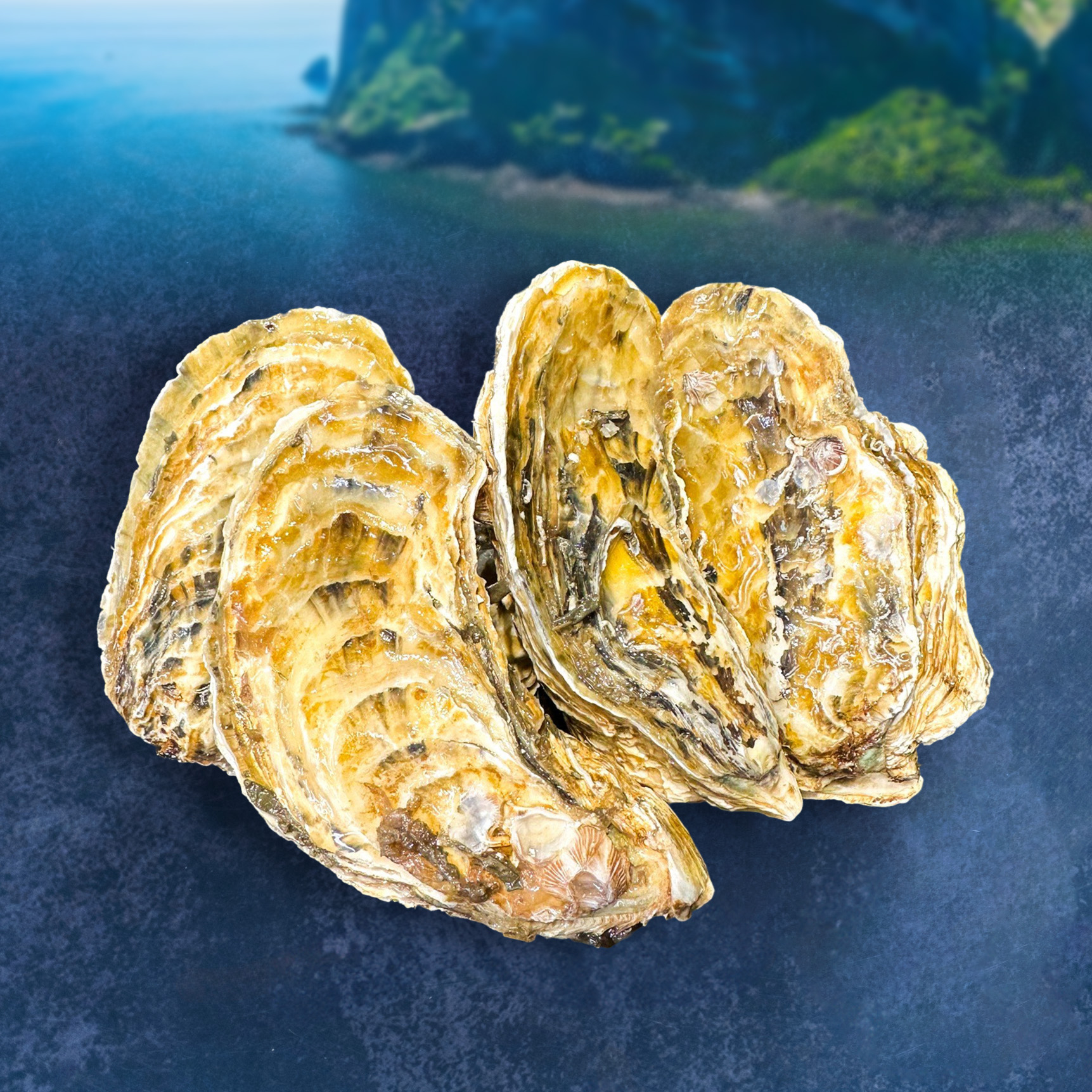 hàu vàng hàn quốc