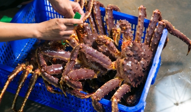 Cua Hoàng Đế Giá Sỉ Nhập Khẩu Cho Nhà Phân Phối