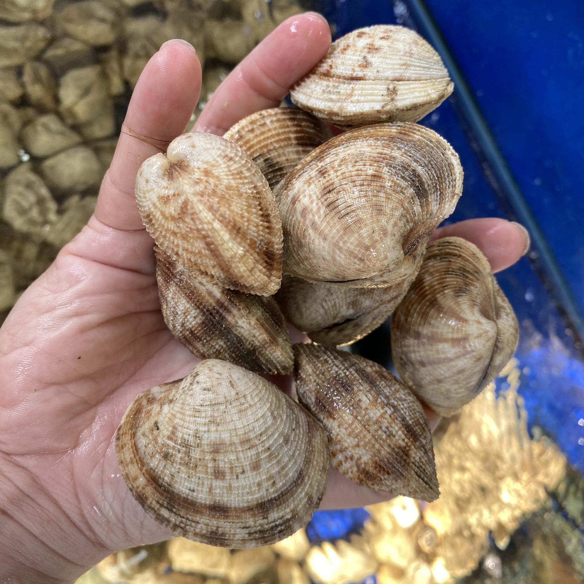 Nghêu sần sống tại RYL FOOD