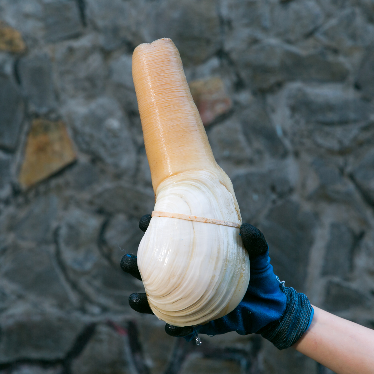 ỐC VÒI VOI SỐNG TẠI RYL FOOD