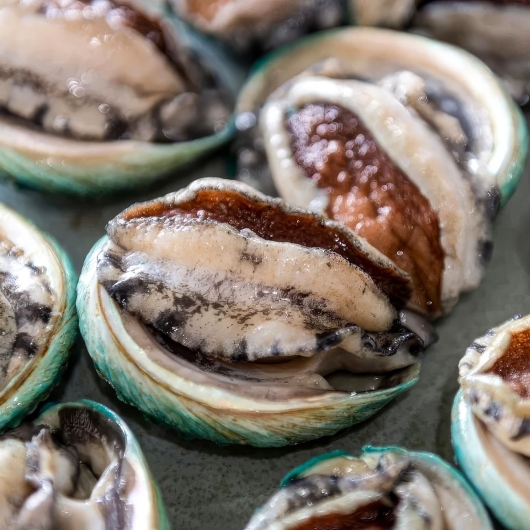 bào ngư úc xanh ngọc bích 