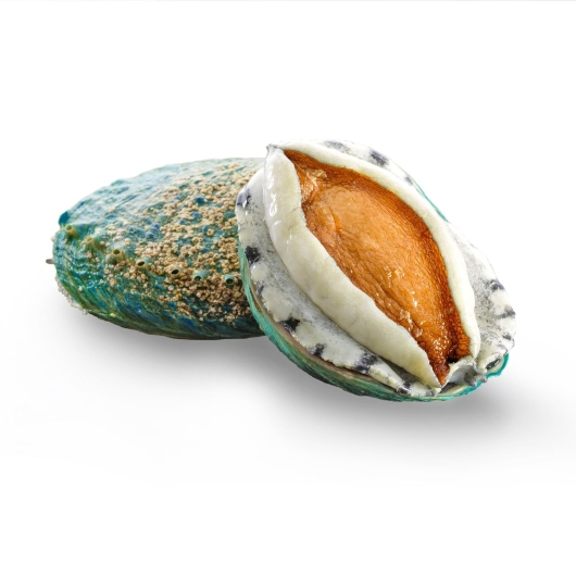 Bào Ngư Úc Xanh Ngọc Bích