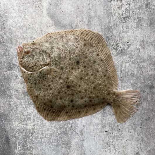 cá bơn sao hàn quốc