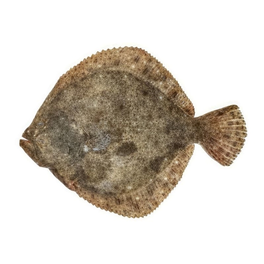 Cá Bơn Sao Hàn Quốc