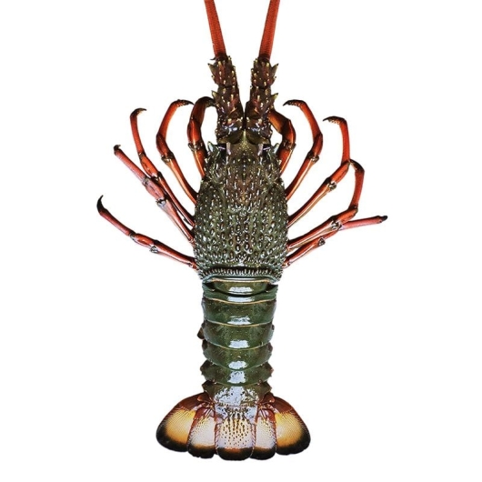 Tôm Hùm Đông Úc