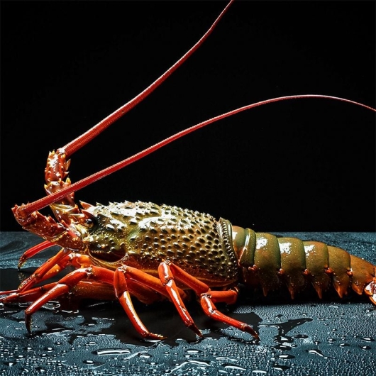 tôm hùm đông úc