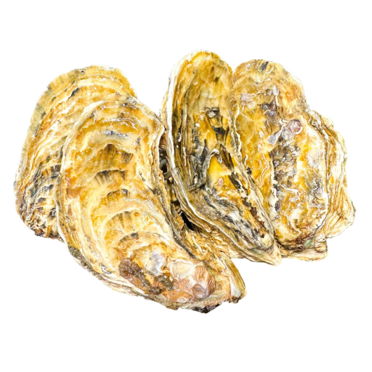 Hàu Vàng Hàn Quốc