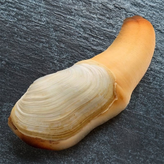 geoduck
