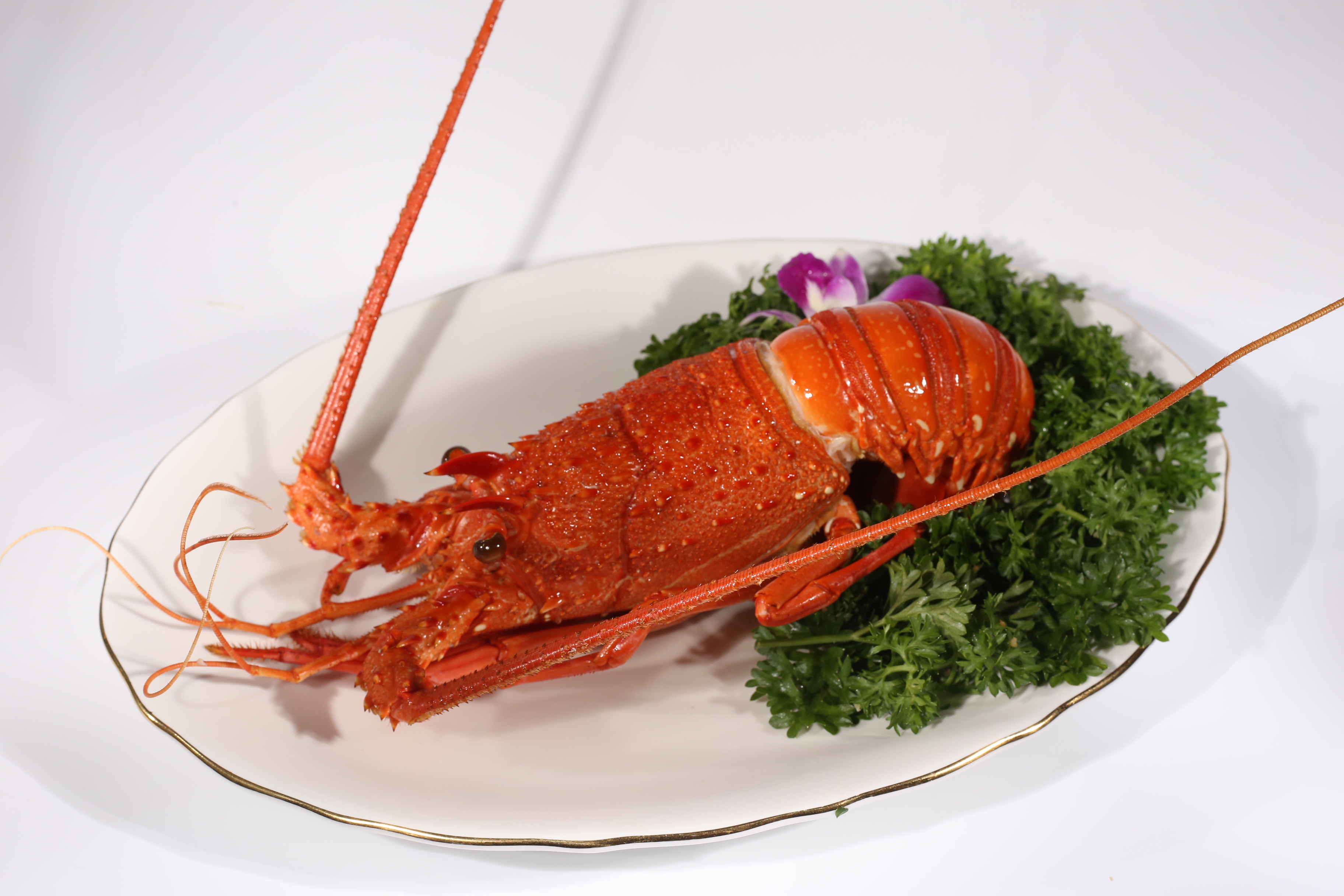 tôm hùm tây úc món ăn