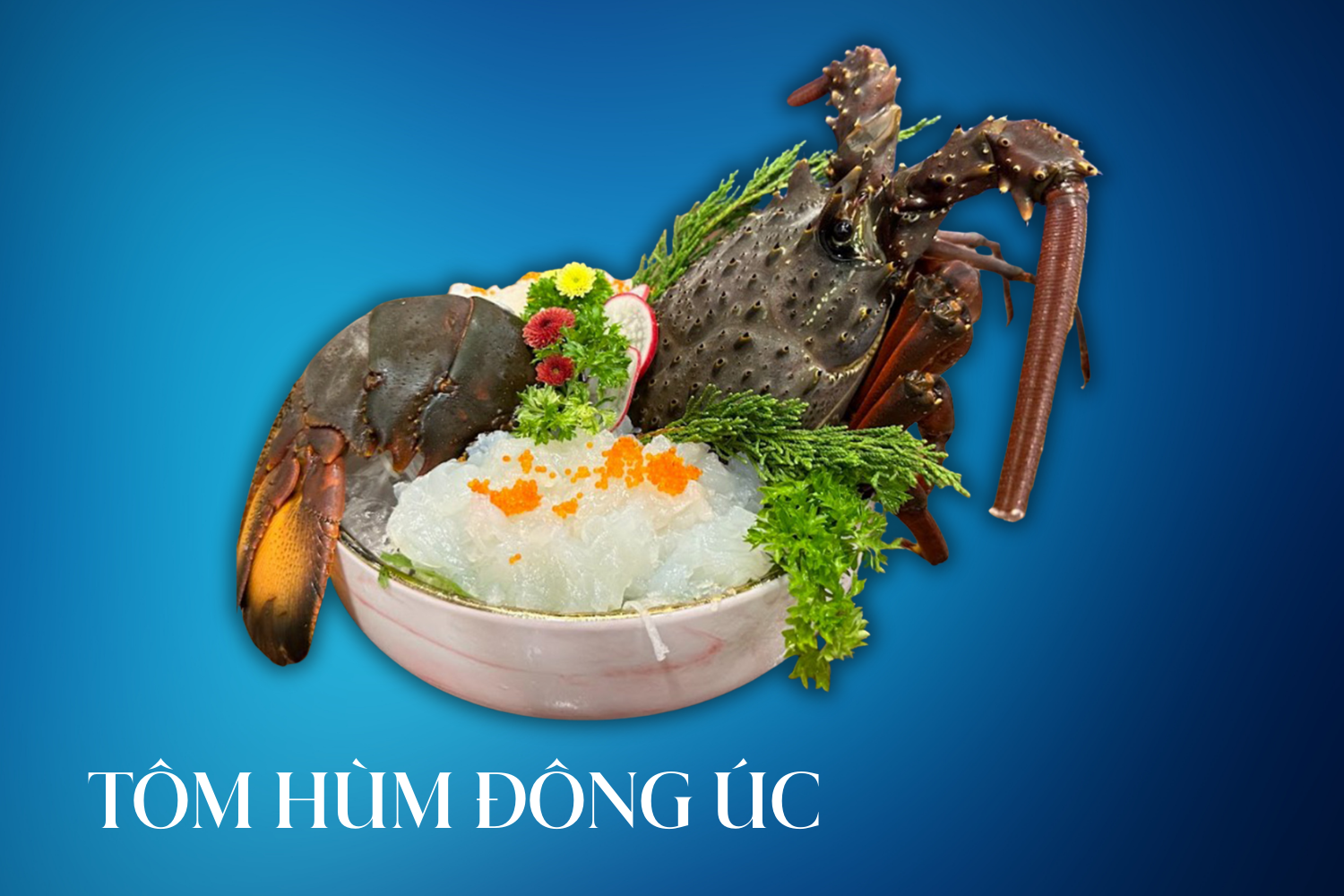 tôm hùm đông úc sashimi