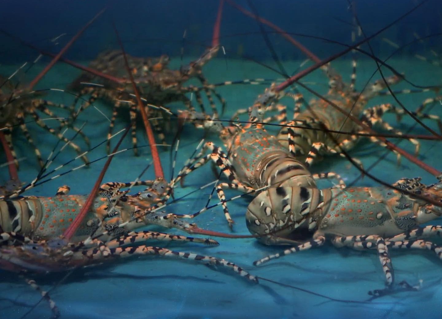 Tôm hùm bông úc sống