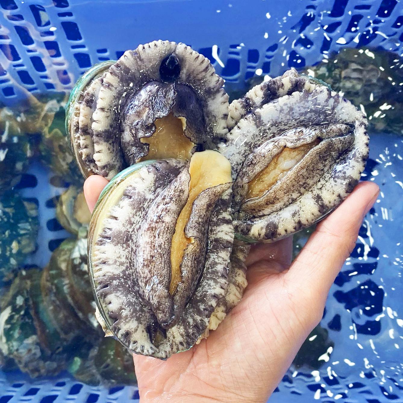 bào ngư hàn quốc sống