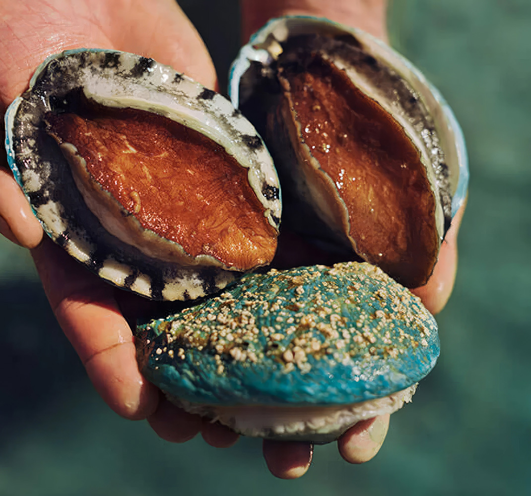 bào ngư úc xanh ngọc bích