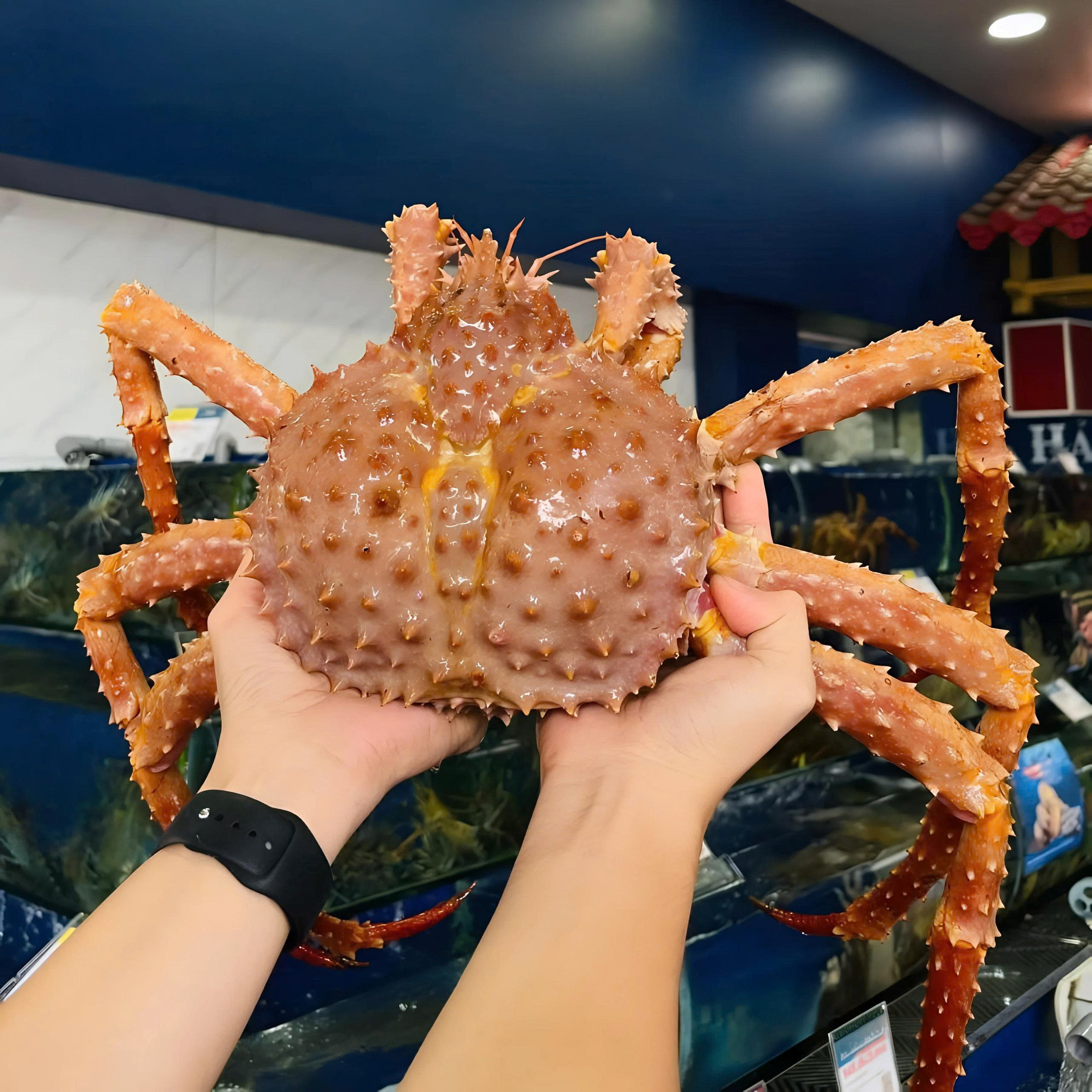King Crab Vàng - Cua hoàng đế vàng 