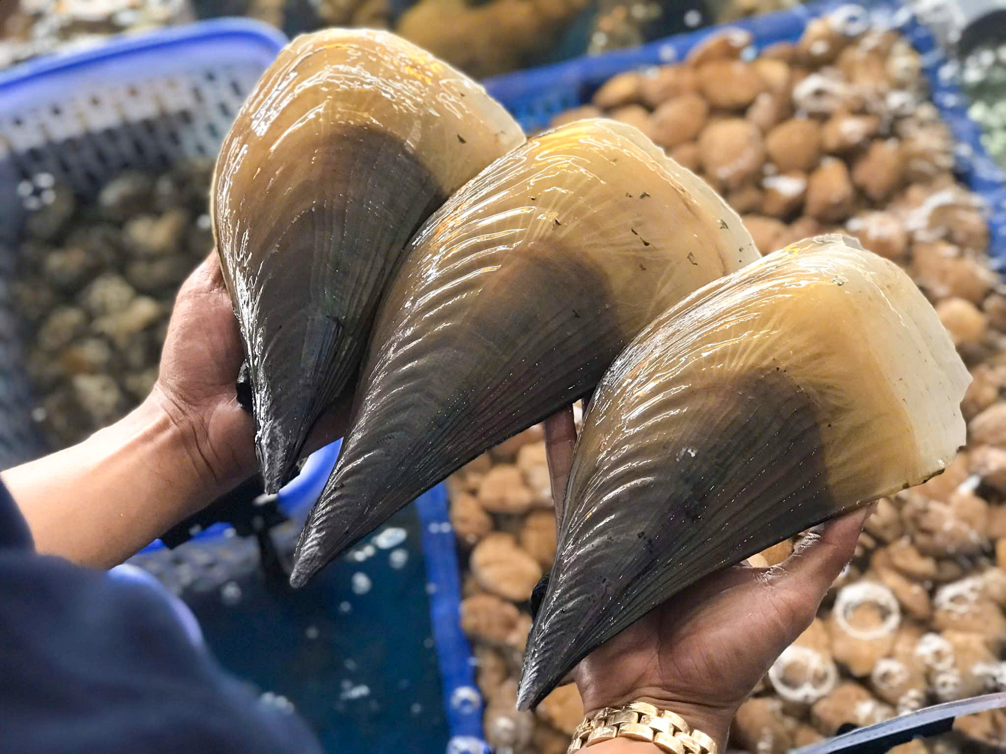 Sò mai sống tại RYL FOOD