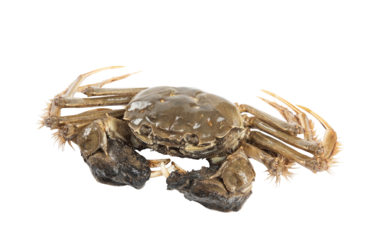 Cua Lông Thượng Hải