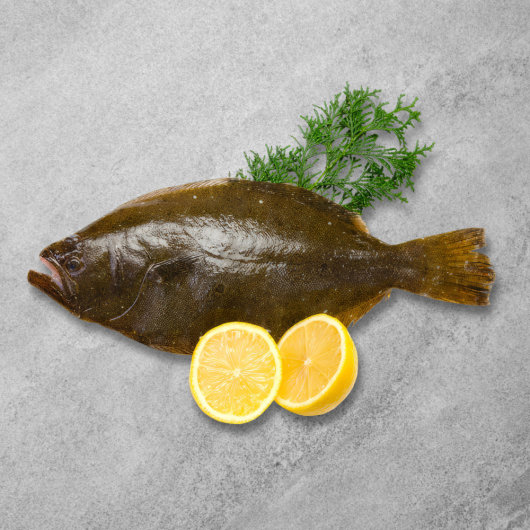 cá bơn nâu sống\