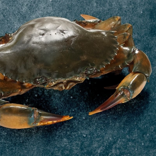 rylfood.thietkeweb.ai