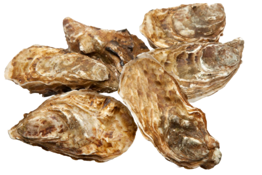 Hàu Vàng Giống Nhật