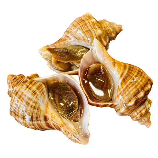 Ốc Xà Cừ