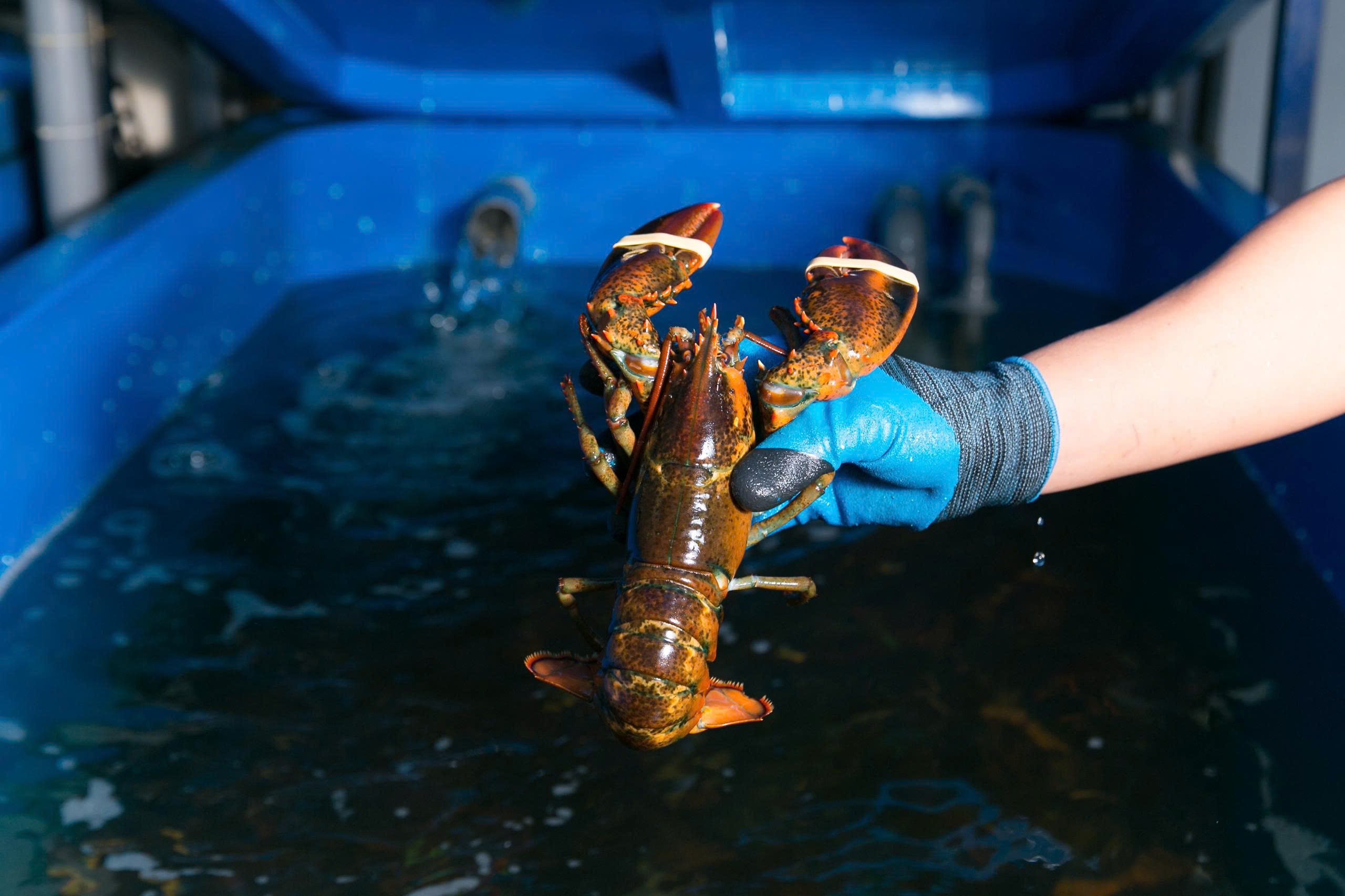 tôm hùm alaska chix