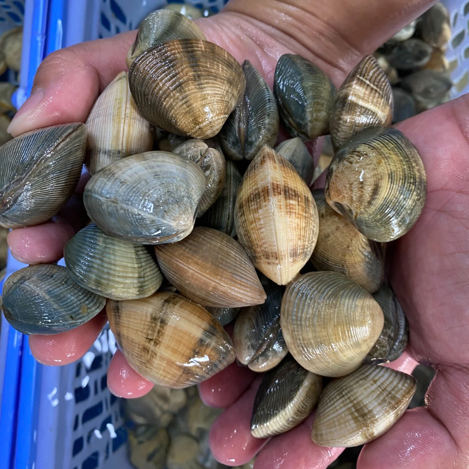 Sò mía sống tại RYL FOOD